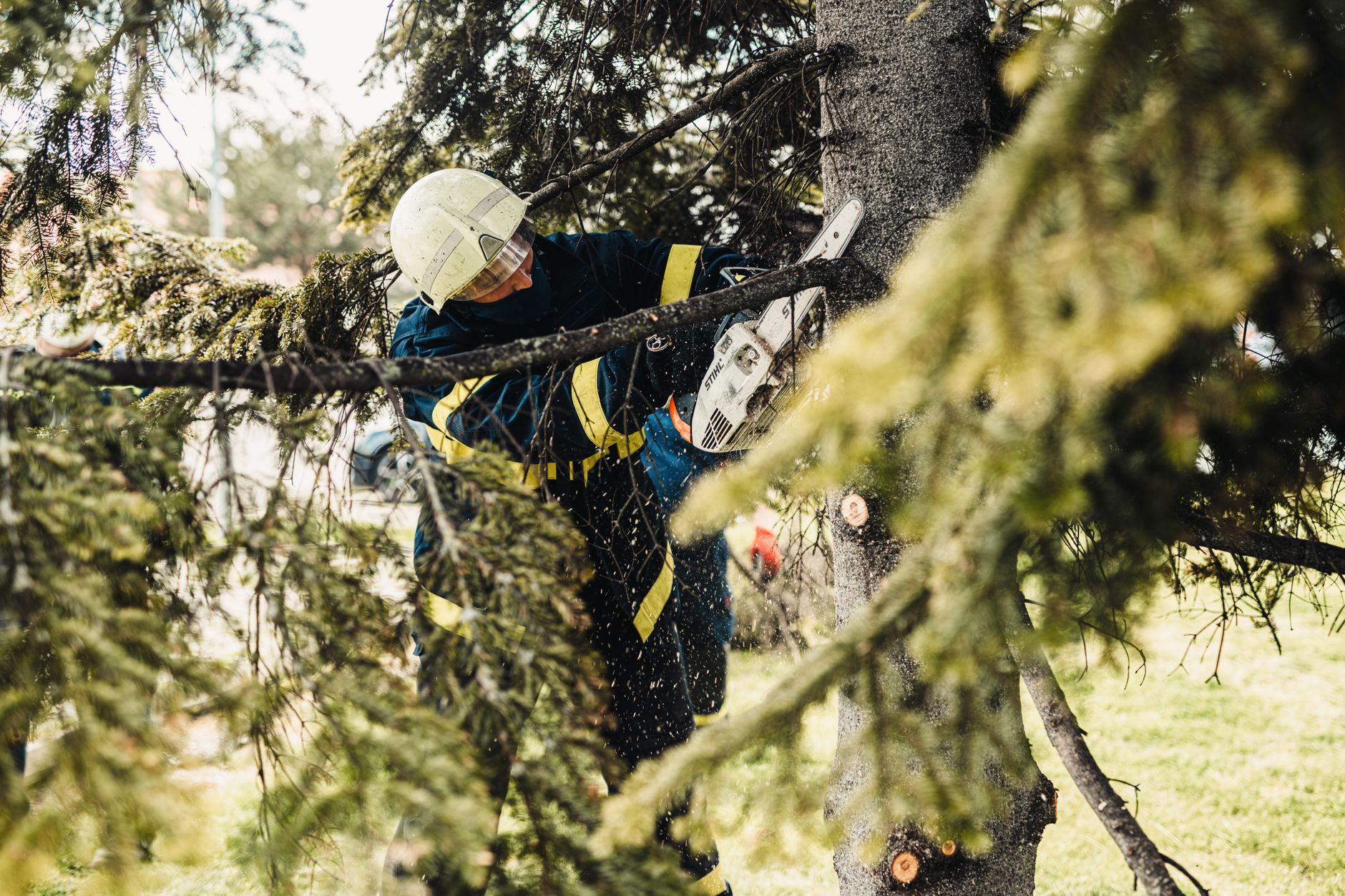 Crown Trimming – Seguin