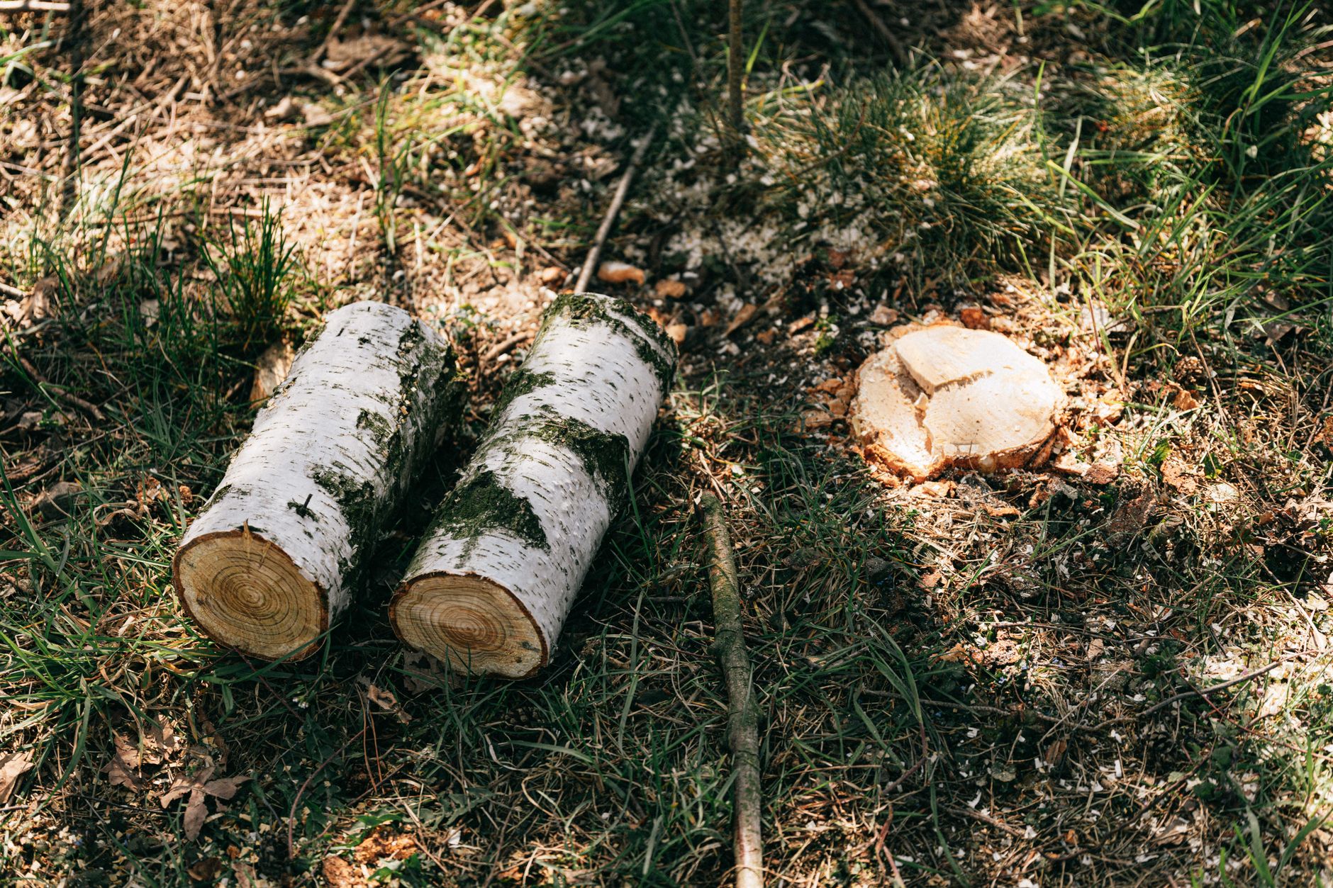 Storm Clean-Up – Seguin