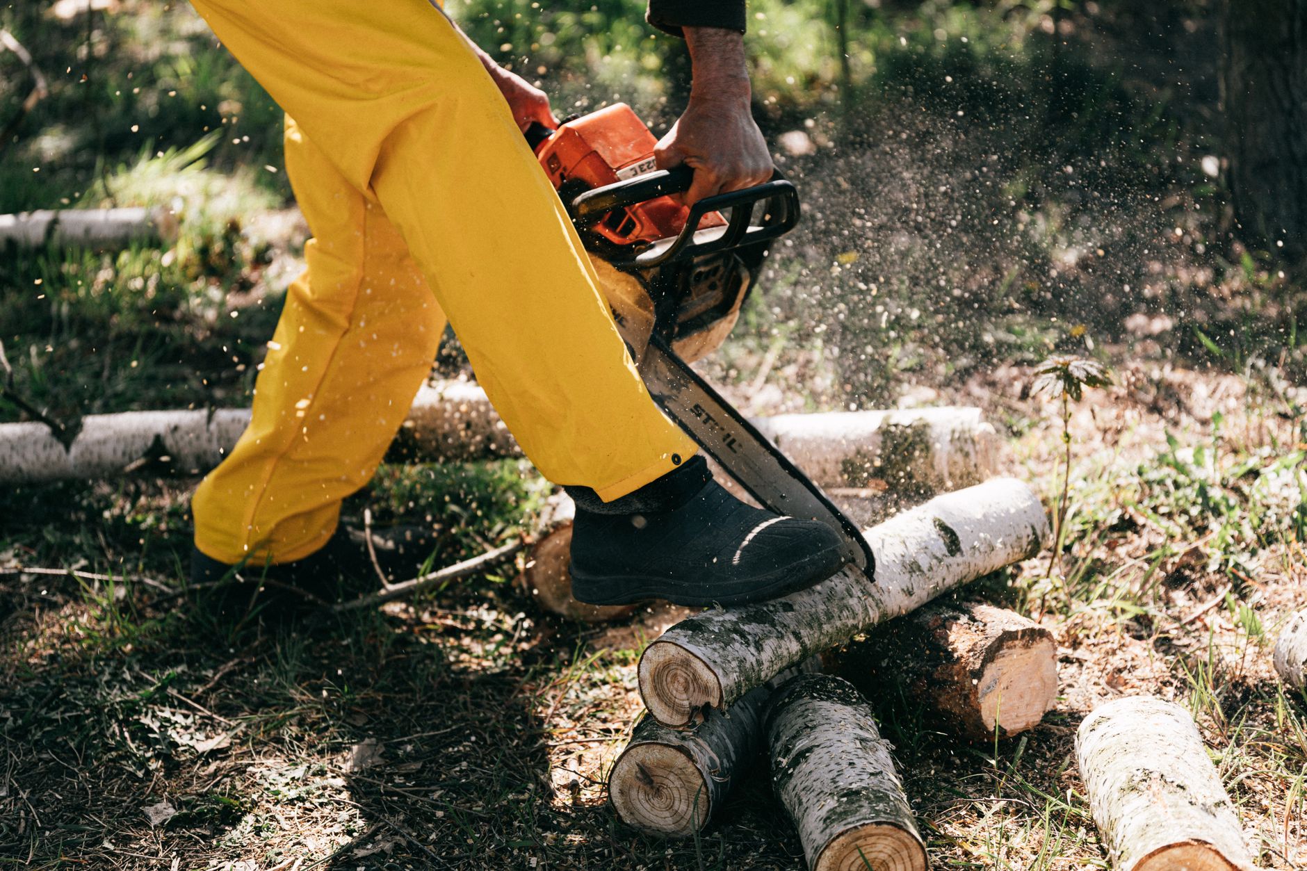 Deadwood Pruning – Seguin
